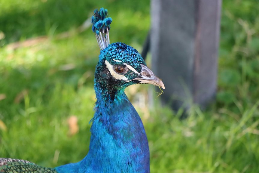 etherwind crest channel number