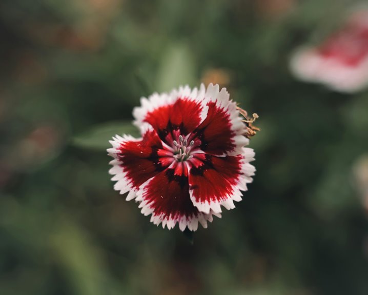 shadowline ember bloom color